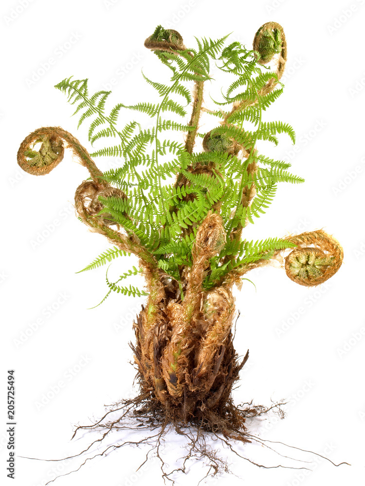 Stock-Foto Junger Farn | Adobe Stock