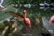 Red and pink flamingos in a pond