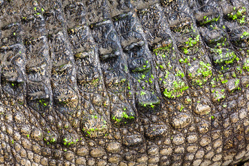 Wall Mural - Crocodile skin background.