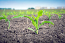 A Young Corn Plant On The Background Of The Same On The Field