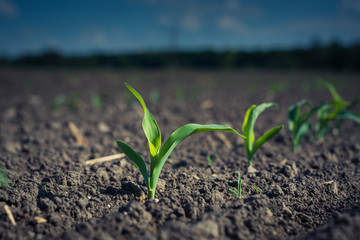 Canvas Print - a young corn plant, on a patch of field lit by the sun