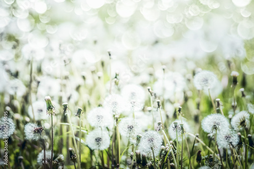 Fotografering  White Dandelions field background, summer wild nature