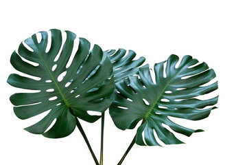 Poster - Dark green leaves of monstera or split-leaf philodendron (Monstera deliciosa) the tropical foliage houseplant isolated on white background, clipping path included.