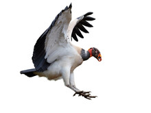 Isolated On White Background, Flying King Vulture, Sarcoramphus Papa, Largest Of The New World Vultures. Bird With Outstretched Wings, Preparing To Land. Wildlife Photo, Costa Rica, Central America.