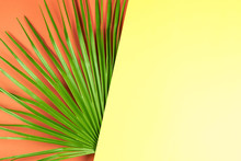 Tropical Palm Leaf With Colorful Background.