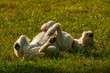 jack russel terrier sunbathing