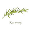 branch of rosemary on white