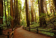 Muir Woods National Monument Near San Francisco In California, USA