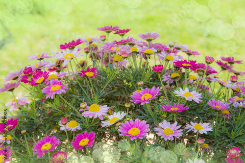 flores de colores en el campo