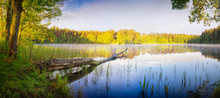 Pine Tree Cut By The Beaver Lies In The Water. Spring Panoramic Landscape. Masuria, Poland.