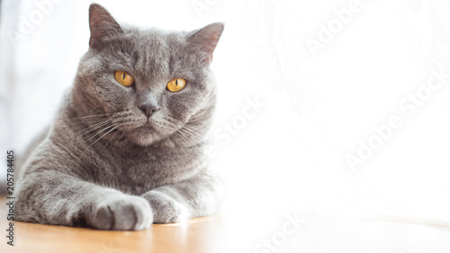 Portrait Of A British Shorthair Cat With Expressive Orange Eyes On
