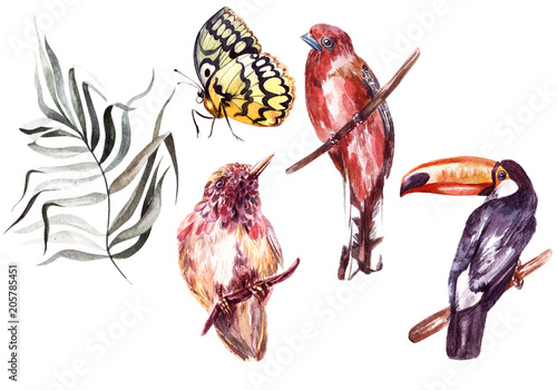 Watercolor set with different tropical birds, butterflies and plants.