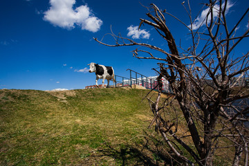 cow on a green meadow