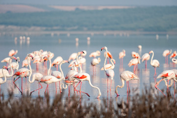 Plakat piękny woda flamingo