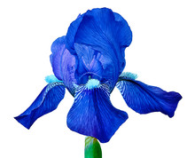 Blue Iris Flower Isolated On A White  Background. Close-up. Flower Bud On A Green Stem.