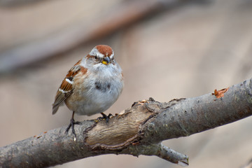 Wall Mural - American Tree Sparrw