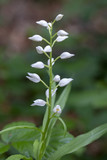 Fototapeta Kwiaty - Weisses Waldvögelein - Cephalanthera damasonium