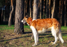 Russian Wolfhound Dog, Borzoi In The Forest. One Of The Fastest Hunting Dogs In The World.