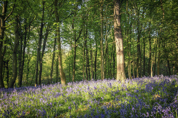 Wall Mural - Wild Blubell Flowers Meadow