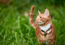 Beautiful  Young Ginger Red Tabby Cat Looking At Peace In A Patch Long Green Grass 