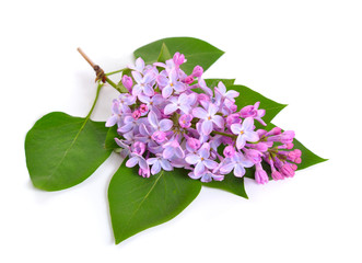 Wall Mural - Syringa or lilac flowers . Isolated on white background.