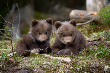 Wall Mural - wild brown bear cub closeup