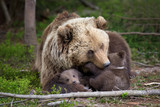 Fototapeta Sawanna - Brown bear with cub in forest