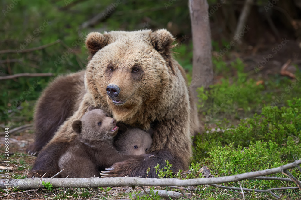 Brown bear with cub in forest Stock Photo | Adobe Stock