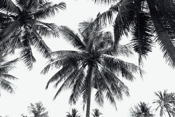 Coconut palm trees black and white