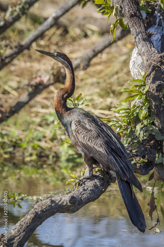 Fotografia, Obraz African Darter in Kruger National park, South Africa