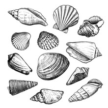 Set Of Different Shapes Of A Seashells Isolated On A White Background. Hand Drawn Sketch. Vector Illustration