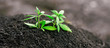 Green sprout of first spring early hemp sprouted from ground with small leaves of marijuana medicinal. Concept breeding of cannabis