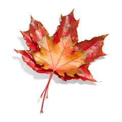 Sticker - Maple leaves isolated on white background