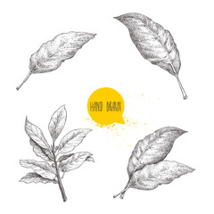 Hand drawn sketch style bay leaves set. Collection of herbs and condiments. Vector illustrations isolated on white background.