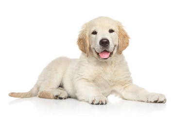 golden retriver puppy on white background