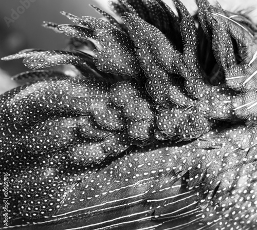 bird feathers with spots as background Fototapet