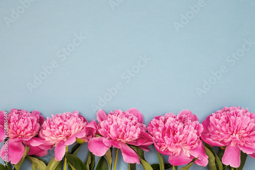 Beautiful background with border of pink peony flowers on gray. Top view, pla...