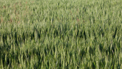 close up on green wheat ears on late spring