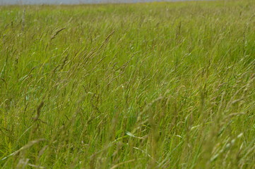 green grass in the field