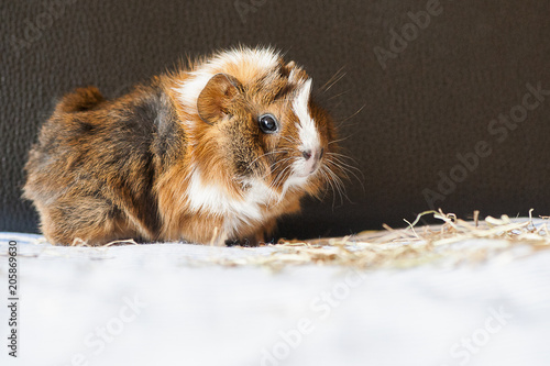 Bebe Cochon D Inde Cobaye Marron Et Blanc Stock Photo Adobe Stock Bebe Cochon D Inde Cobaye Marron Et Blanc Stock Photo Adobe Stock