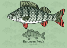 European Perch. Vector Illustration With Refined Details And Optimized Stroke That Allows The Image To Be Used In Small Sizes (in Packaging Design, Decoration, Educational Graphics, Etc.)