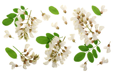 Blossoming acacia with leafs isolated on white background, Acacia flowers, Robinia pseudoacacia . White acacia