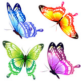 Fototapeta Motyle - beautiful color butterflies,set, isolated  on a white