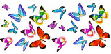 Fototapeta Motyle - beautiful color butterflies,set, isolated  on a white