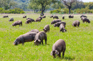 Pigs graze on farm in countryside of Badajoz, Extremadura.