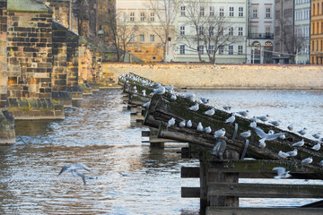 Wall Mural - Charles bridge on Vltava river view. Prague. Cityscape.