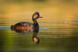 Eared Grebe - Podiceps nigricollis swimming in the water in the lake