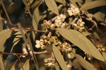 Wall Mural - Quorn South Australia, Gum tree leaves and nuts in the late afternoon light