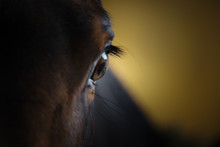 Eye Of A Beautiful Horse Closeup On Dark Background
