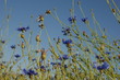 cornflowers against the blue sky